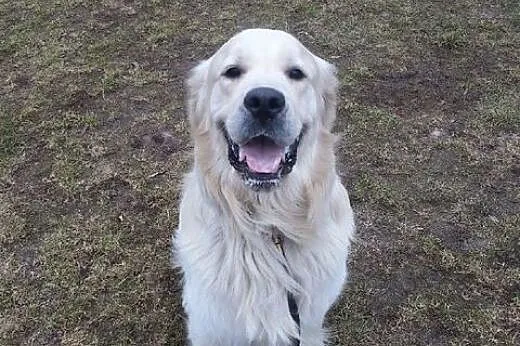 Golden Retriever FIDO - do adopcji,  wielkopolskie