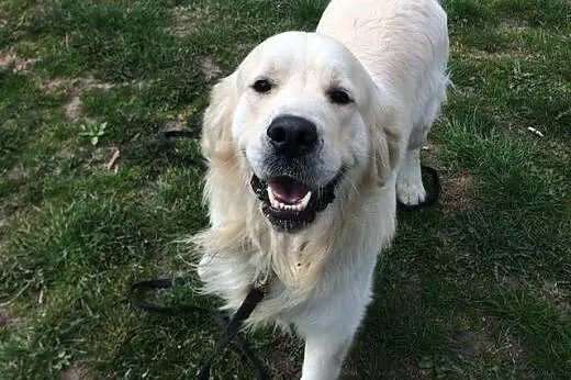 Golden Retriever FIDO - do adopcji,  wielkopolskie