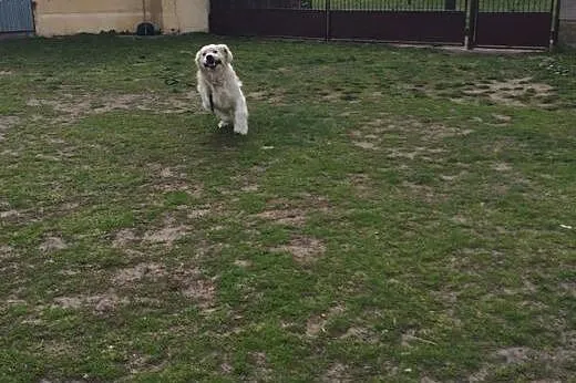 Golden Retriever FIDO - do adopcji,  wielkopolskie