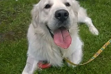 Golden Retriever FIDO - do adopcji,  wielkopolskie