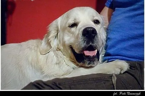 Golden Retriever FIDO - do adopcji,  wielkopolskie