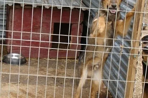 Frolik to młodziak. Złap szczęście za ogon - adopt