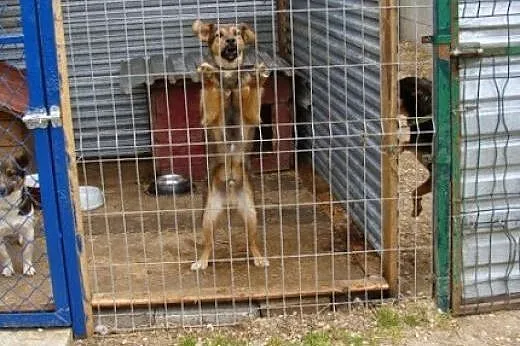 Frolik to młodziak. Złap szczęście za ogon - adopt