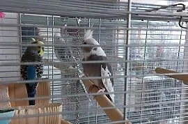 Dwie papugi, Lubin