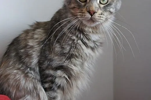 MAINE COON - do odbioru,  śliczne,  Koty maine coo