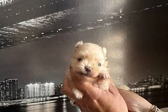 Szpic miniaturowy pomeranian dziewczynka