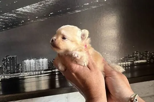 Szpic miniaturowy pomeranian dziewczynka, Śląskie, Poniszowice