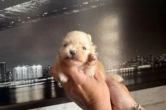 Szpic miniaturowy pomeranian dziewczynka, Śląskie, Poniszowice