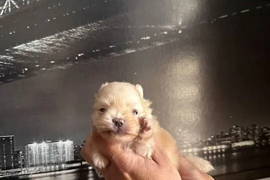 Szpic miniaturowy pomeranian dziewczynka, Śląskie, Poniszowice