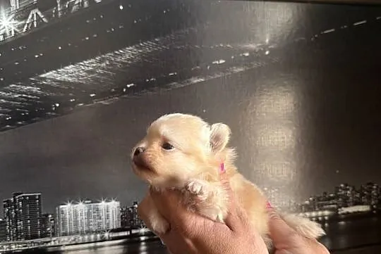 Szpic miniaturowy pomeranian dziewczynka, Śląskie, Poniszowice