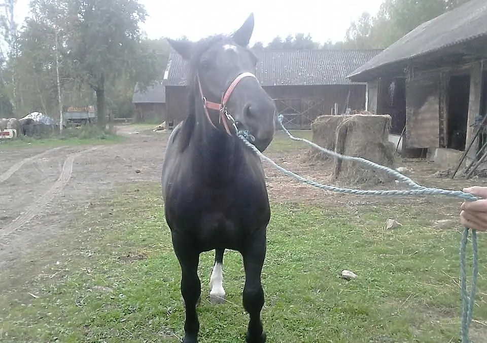 Klaczka 18 miesięcy 600 kg 146/202/25(klacz zimnok