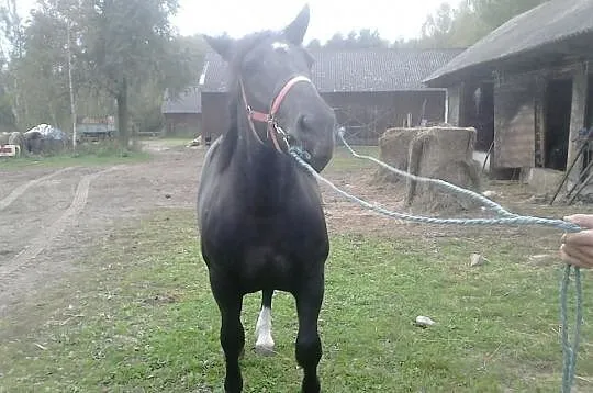 Klaczka 18 miesięcy 600 kg 146/202/25(klacz zimnok