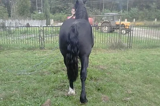 Klaczka 18 miesięcy 600 kg 146/202/25(klacz zimnok