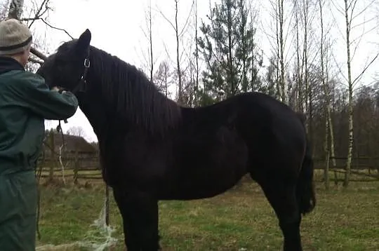 Klaczka 18 miesięcy 600 kg 146/202/25(klacz zimnok
