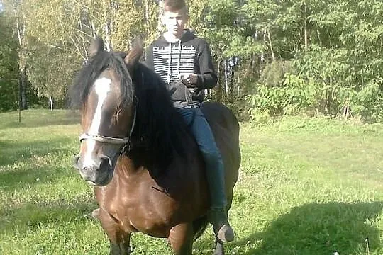 Klaczka 18 miesięcy 600 kg 146/202/25(klacz zimnok