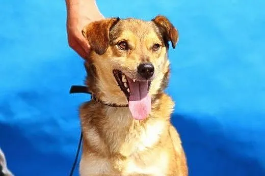 Niewielki,młody,przyjazny pies Rudy szuka domu .ADOPCJA !,  łódzkie Łódź