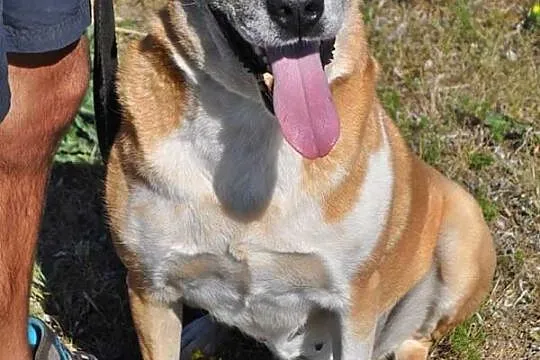 Łagodna, RODZINNA Saba odebrana z pseudo! ADOPCJA