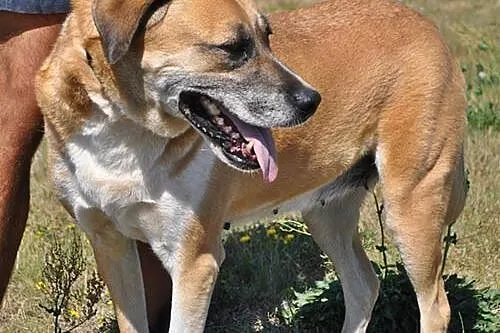 Łagodna, RODZINNA Saba odebrana z pseudo! ADOPCJA