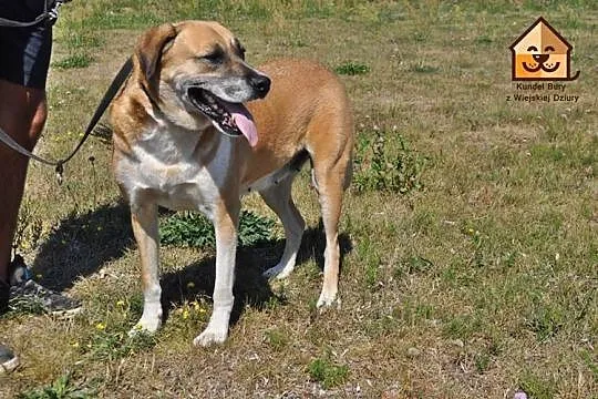 Łagodna, RODZINNA Saba odebrana z pseudo! ADOPCJA