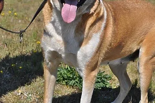 Łagodna, RODZINNA Saba odebrana z pseudo! ADOPCJA