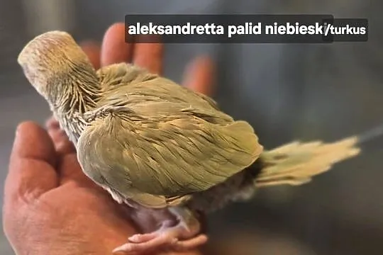 Ręcznie karmione nimfy, aleksandretty obroźne., Łódzkie, Sulejów