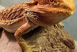 Agama Brodata Red Samica - Sklep Zoologiczny