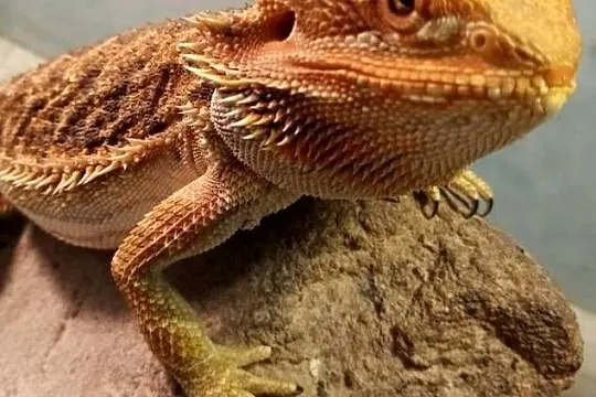 Agama Brodata Red Samica - Sklep Zoologiczny