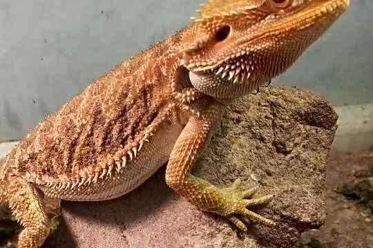 Agama Brodata Red Samica - Sklep Zoologiczny, Śląskie, Katowice
