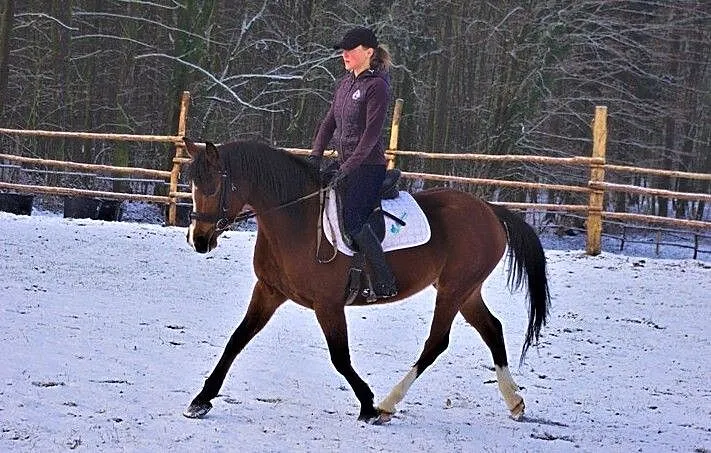 Piękna klacz , idealna na długie tereny, ,