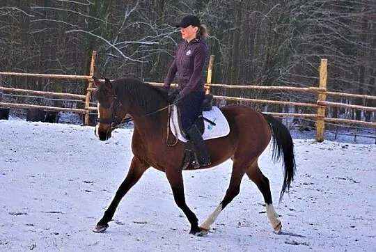 Piękna klacz , idealna na długie tereny