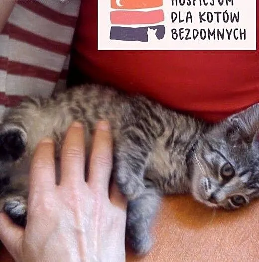 Srebrzysta, urocza Zosia do wzięcia od zaraz!, ku