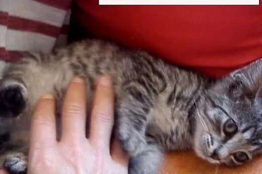 Srebrzysta, urocza Zosia do wzięcia od zaraz!, kujawsko-pomorskie Grudziądz
