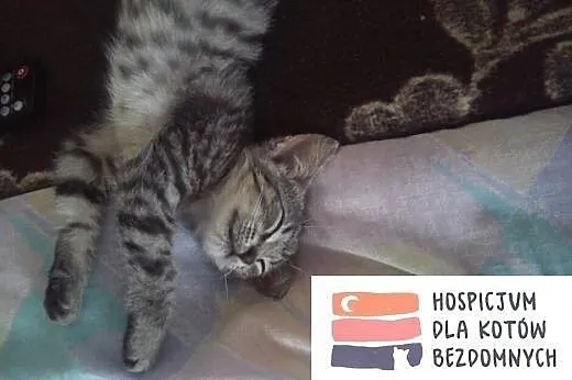 Srebrzysta, urocza Zosia do wzięcia od zaraz!,  ku