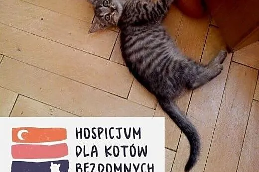 Srebrzysta, urocza Zosia do wzięcia od zaraz!,  ku