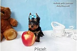 Maleńki piesek York Yorkshire Terrier z Rodowodem i Wyprawką