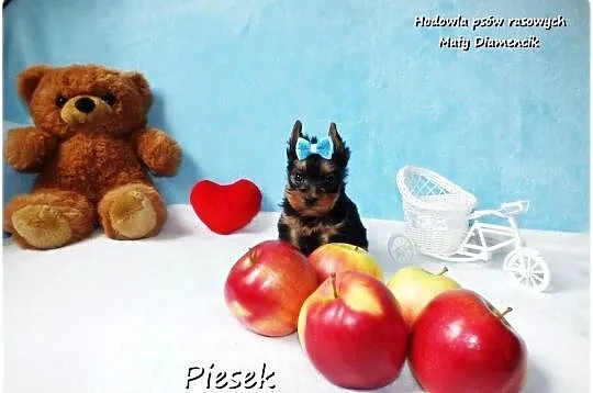 Maleńki piesek York Yorkshire Terrier z Rodowodem i Wyprawką, Lubuskie, Żary