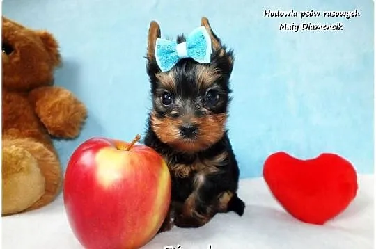 Maleńki piesek York Yorkshire Terrier z Rodowodem i Wyprawką, Lubuskie, Żary