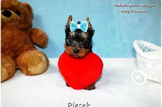 Maleńki piesek York Yorkshire Terrier z Rodowodem i Wyprawką, Lubuskie, Żary