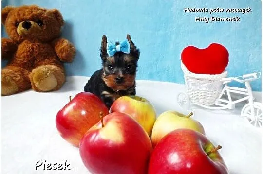 Maleńki piesek York Yorkshire Terrier z Rodowodem i Wyprawką, Lubuskie, Żary