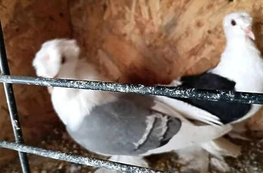 Gołębie saksońskie para, Mazowieckie, Drążdżewo Nowe