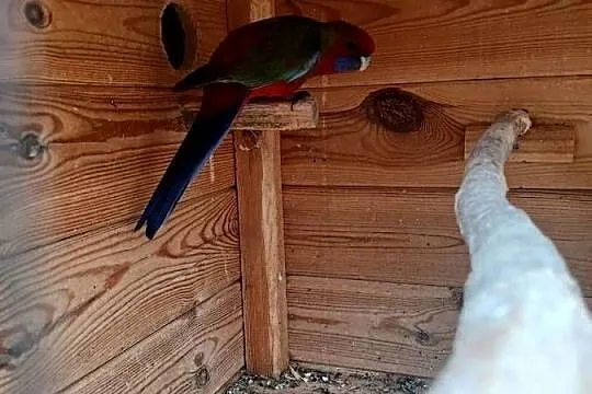 Woliera z papugami okazja rozelle, Mazowieckie, Goździk