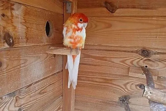 Woliera z papugami okazja rozelle, Mazowieckie, Goździk
