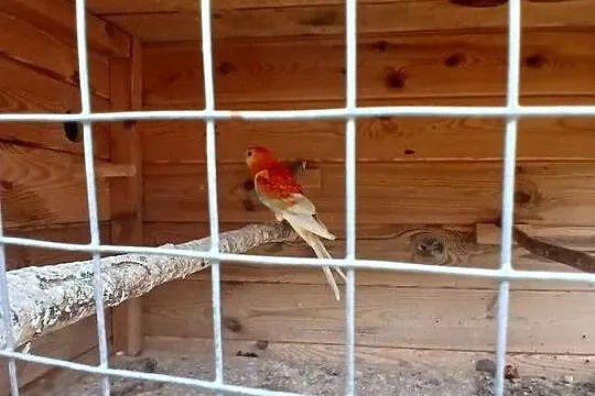 Woliera z papugami okazja rozelle, Mazowieckie, Goździk