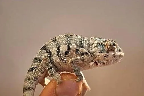 Kameleony lamparcie ambilobe