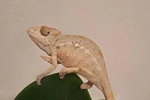 Kameleony lamparcie ambilobe, Lubelskie, Lublin