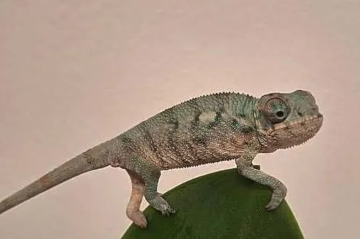 Kameleony lamparcie ambilobe, Lubelskie, Lublin
