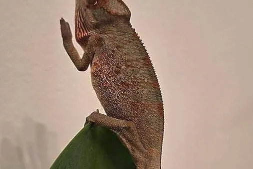 Kameleony lamparcie ambilobe, Lubelskie, Lublin