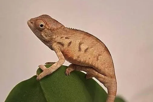 Kameleony lamparcie ambilobe, Lubelskie, Lublin
