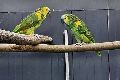 Amazonka niebieskoczelna aestiva xanthopteryx para lęgowa, Opolskie, Zakrzów Turawski