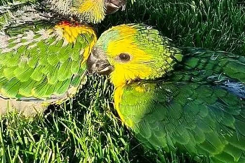 Amazonka niebieskoczelna aestiva xanthopteryx para lęgowa, Opolskie, Zakrzów Turawski